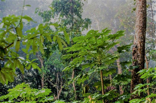 CanopyTrees's tweet image. Small trees still make impact in fighting off climate change! #TreesAreKey #ExploreTrees

ow.ly/S29X30nu9Fl