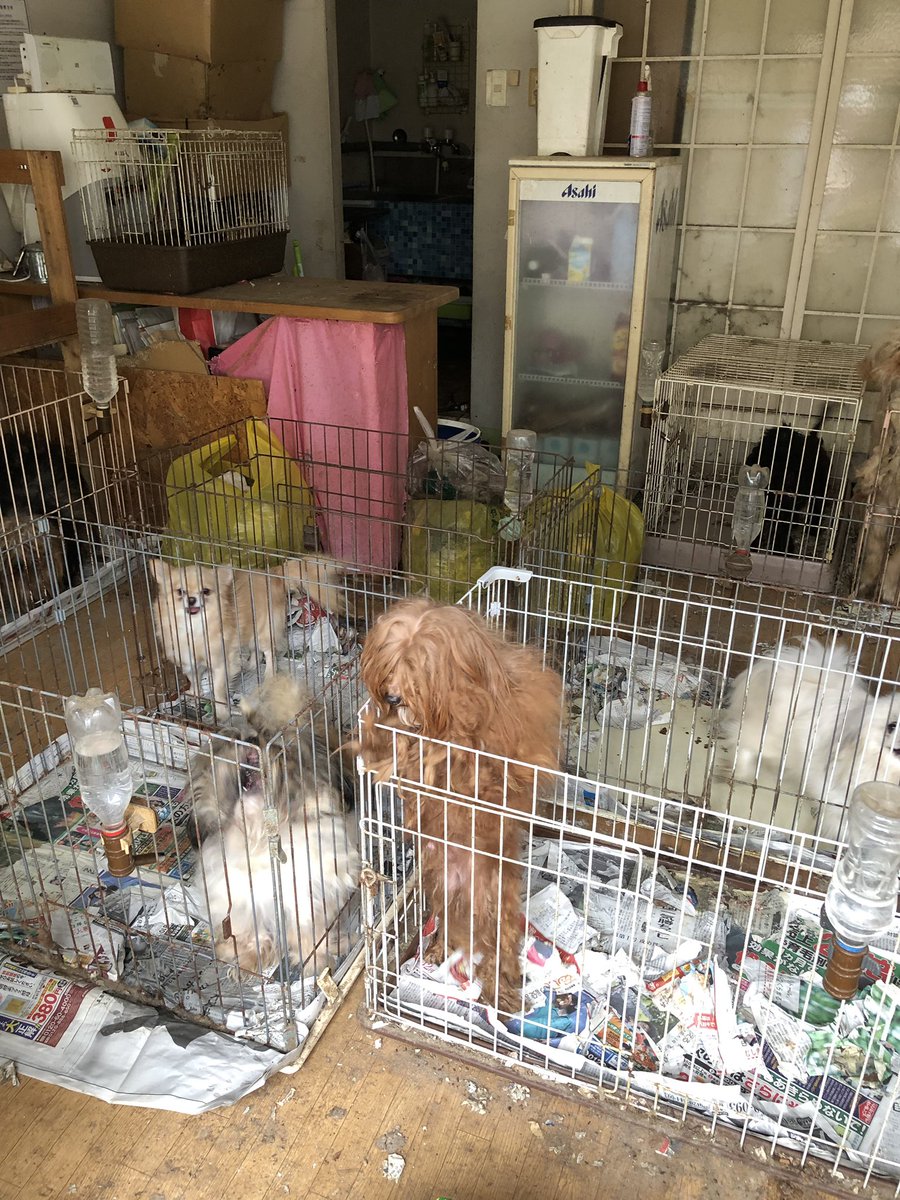 O Xrhsths ルーン占術師 ににか Sto Twitter 表の段ボールの中には猫ちゃんや わんちゃんの遺体がありました 警察も鑑識が来て捜査してくれました 遺体もちゃんとしてあげたい 近所も悪臭による被害が酷いそうです 今 鍵の取り替えをしてるので 終わり次第 O Xrhsths ルーン占術師 ににか Sto Twitter 表の段ボールの中には猫ちゃんや わんちゃんの遺体がありました 警察も鑑識が来て捜査してくれました 遺体もちゃんとしてあげたい 近所も悪臭による被害が酷いそうです 今 鍵の取り替えをしてるので 終わり次第