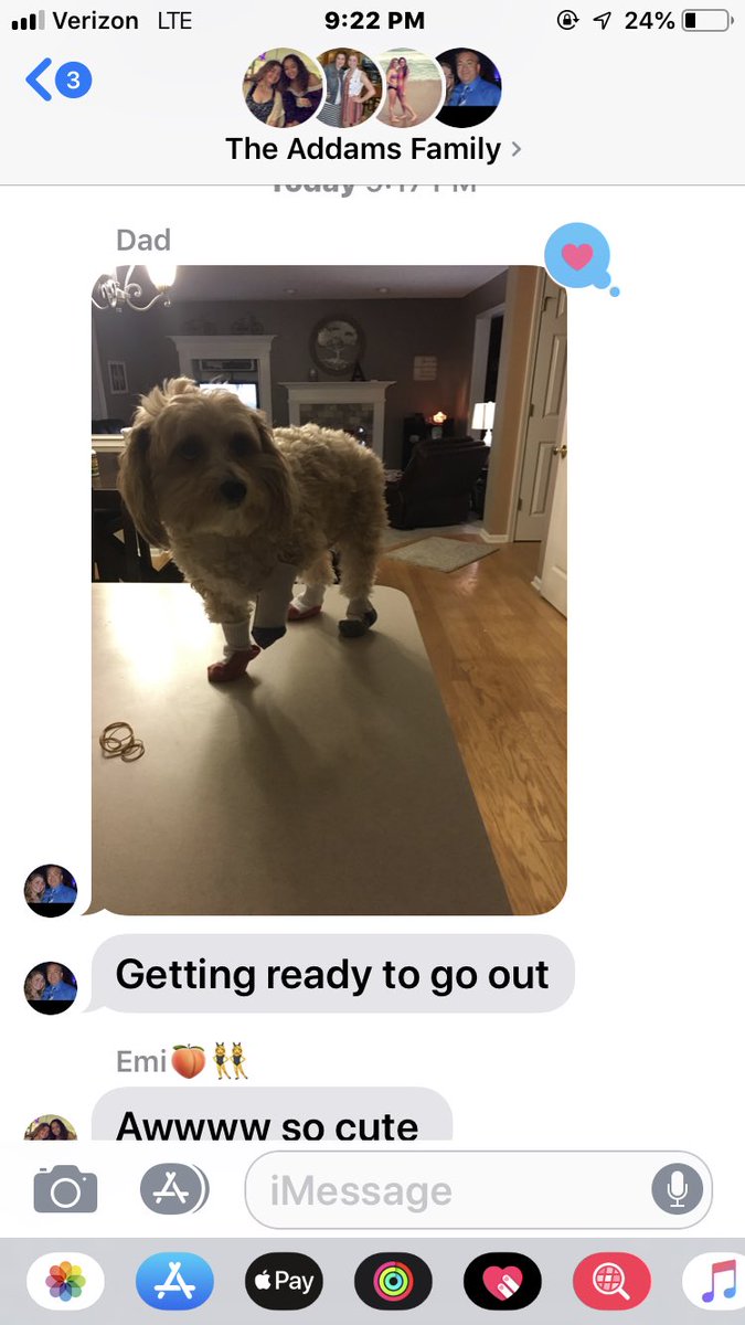 racheladams__'s tweet photo. everyone look at my dog in his little socks https://t.co/IHh0XUGCFH