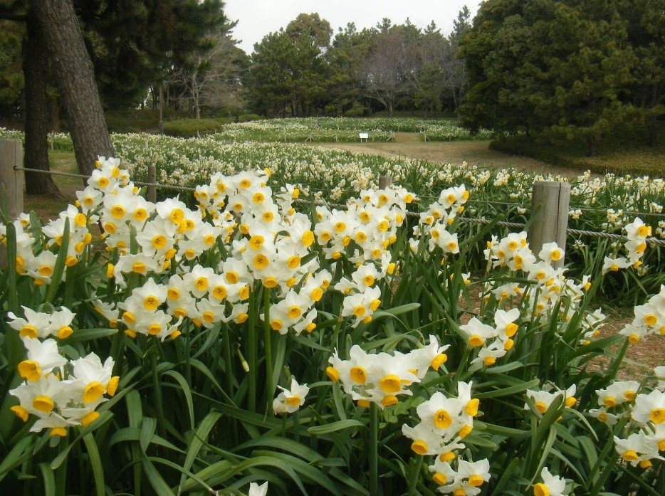 東京都江戸川区 葛西臨海公園 水仙まつり 万本のスイセンをお楽しみください 農産物の販売や野鳥のガイドツアーなど イベントが盛りだくさん ぜひお越しください 日時 2月2日 土 3日 日 午前11時 午後7時 場所 葛西臨海公園 スイセン畑