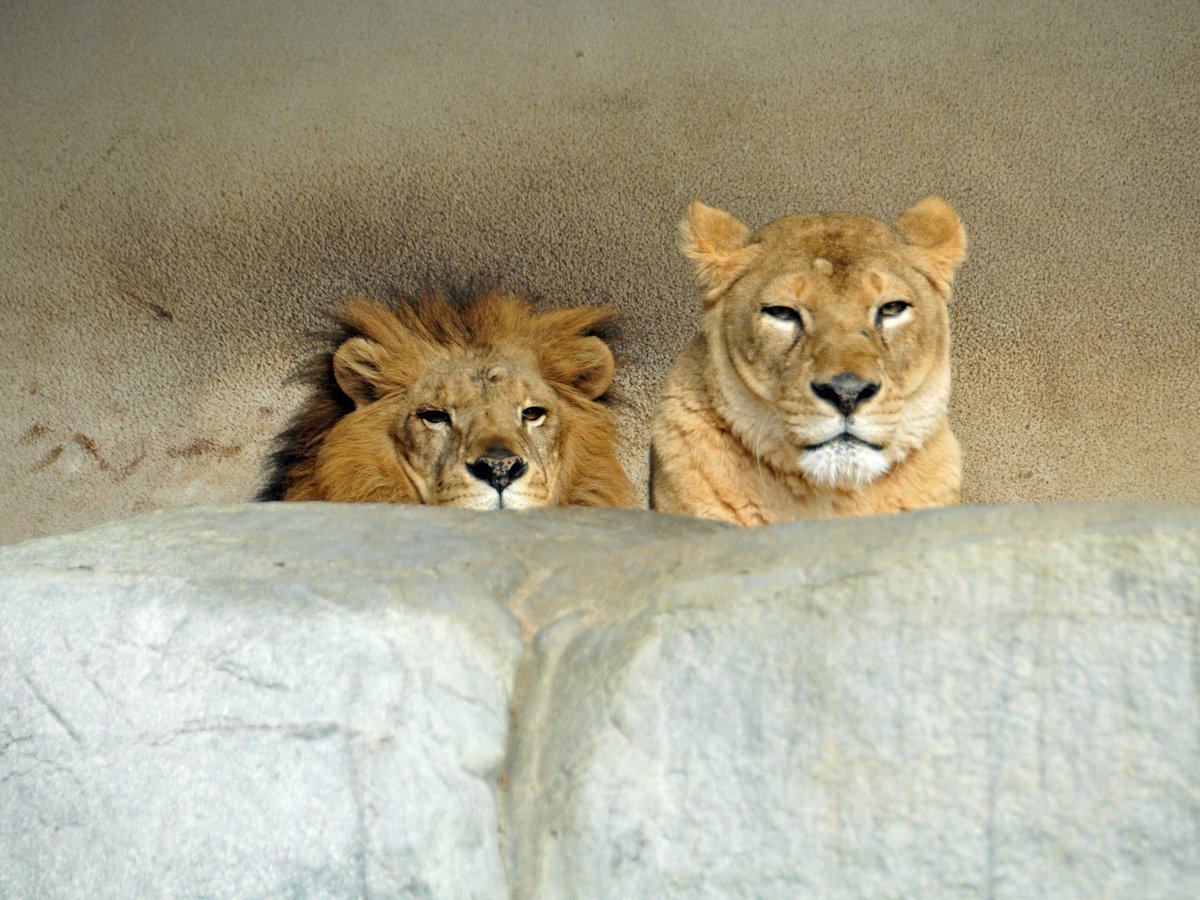 ライオン親子 やまこじ on X