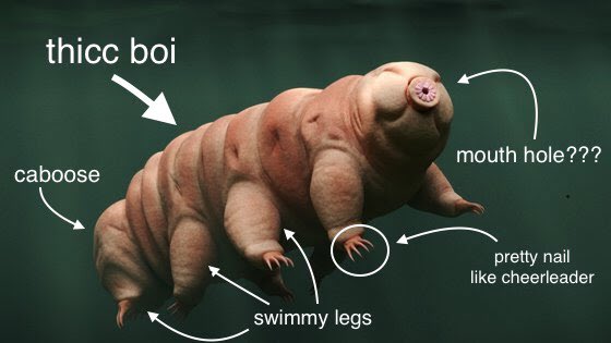 SciStan's tweet photo. super into this #UnScienceAnAnimal thread, but didn’t see any #tardigrades ...so here https://t.co/6WDpQ8n781