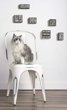 FeliniRocks's tweet image. Yes, I Really Do Need All These Cats: Home &amp;amp; Kitchen on Amazon #signs #woodenSigns #catSign #boards #catQuotes #kittenSign #catLady #cats #catlover #ilovemycat #crazycatlady #kittenlover #kittens #catGifts #wallSign #funnycats

bit.ly/2sWcHRi