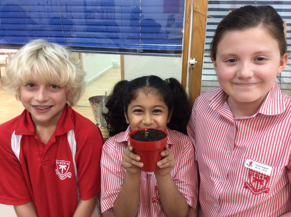 DESSyear5's tweet photo. Success for Captain Veggies @Dessdubai 
The tomato plant is growing👍@DESS_MEP #DesignForChange #GrowYourOwnVeggies #wellbeing #Dess_yearfive_orange https://t.co/jFBm5msqBW