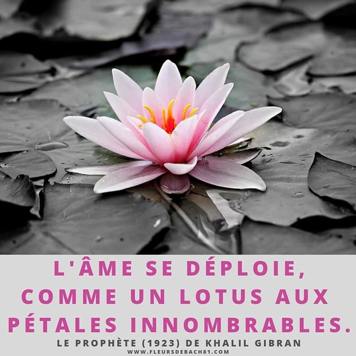 fleursdebach81's tweet photo. Essences florales &amp; Sophro-Relaxation pour accompagner les moments difficiles sur votre Chemin 🌸☀ #fleursdebach #fleursdebach81 #bachremedies #edwardbachflowers #edwardbachessence #relaxation  #bpfr #conseillerfleursdebach #relaxologue #fleursdubushaustralien #patrickdonnadille https://t.co/e8F0TZasQJ