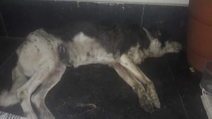 He was hit by a vehicle and suffered many multiple injuries.
Rescued by our volunteers from #VivekVihar, East #Delhi and was taken to SPCA #Noida for treatment. He is  presently on medications at the shelter.
#SaveDogs 🐕🐕🐩
#feedDogs
#AnimalRescue ☎️ 09999099423