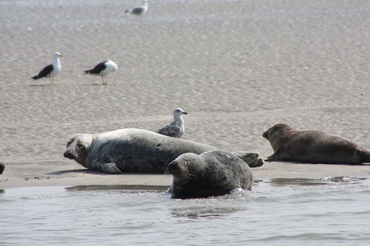 Goed nieuws: het aantal zeehonden op de Wadden is enorm toegenomen! Maar wat betekent dit voor de visstand? Mooi artikel van <a href="/NatureTodayNL/">NatureTodayNL</a> bit.ly/2CSBo5L #wadden #zeehonden