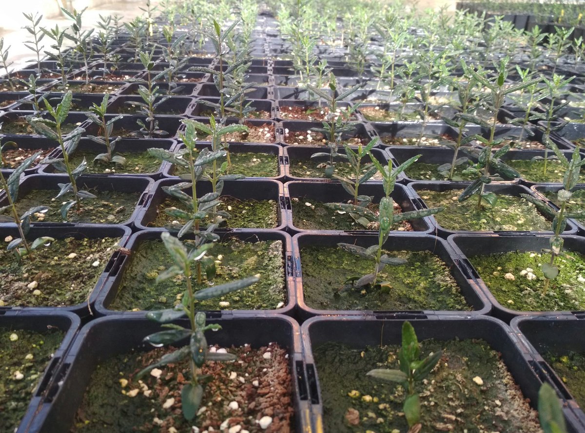 ucolivo's tweet photo. Seguimos adelante con nuestras lineas de #mejora para el desarrollo de nuevas variedades de #olivo del proyecto @Life_Resilience para #xylella 
@Life_Resilience @ETSIAMCordoba @cei_A3 @Univcordoba https://t.co/7n4OMZc7XN