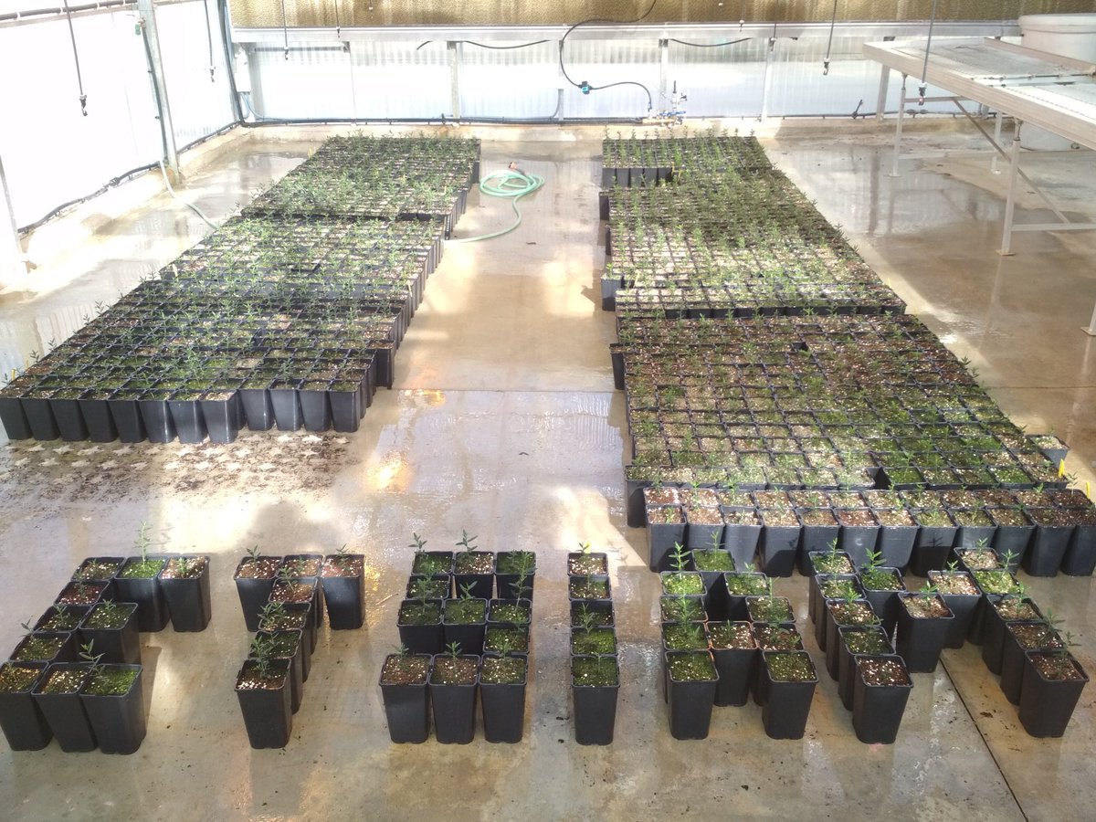ucolivo's tweet photo. Seguimos adelante con nuestras lineas de #mejora para el desarrollo de nuevas variedades de #olivo del proyecto @Life_Resilience para #xylella 
@Life_Resilience @ETSIAMCordoba @cei_A3 @Univcordoba https://t.co/7n4OMZc7XN