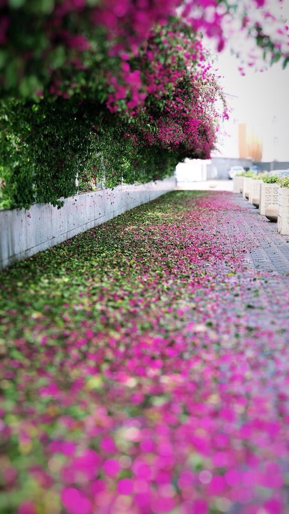 murtgg's tweet image. #صباح_الخميس #الخميس_الونيس 
يا صباح الخير للوجيه المسآفير 
الخميس أن تتتنفس أكثثر   😚 💗