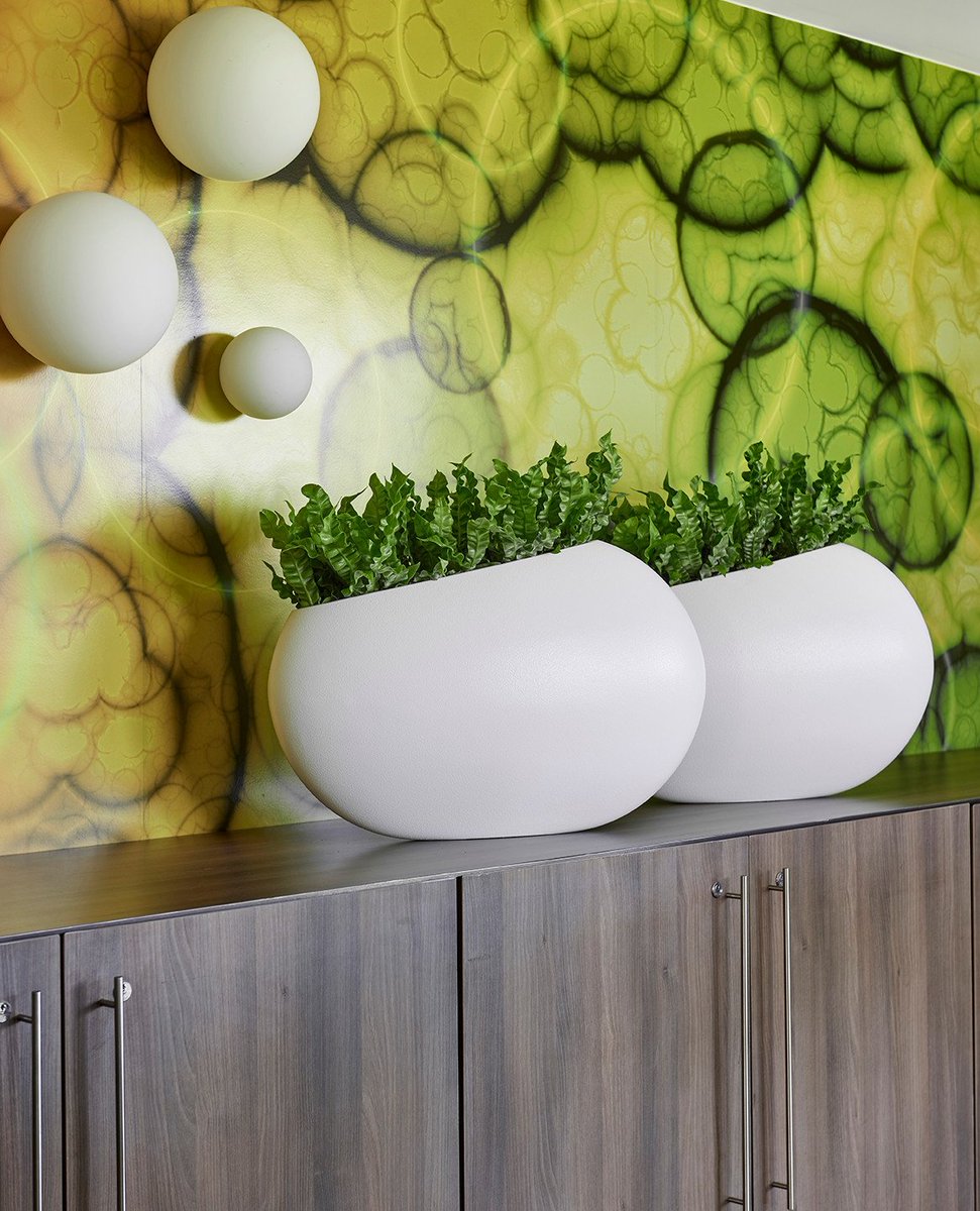 De Varen vermindert klachten als hoofdpijn en een droge huid omdat ze vocht afgeven. Daarnaast staan varens ook nog bekend om hun luchtzuiverende kwaliteiten. Heel gezond dus, een varen in huis.🌿#natural #health #naturalbeauty #cactus #garden #wellbeing #wellness #cleanliving