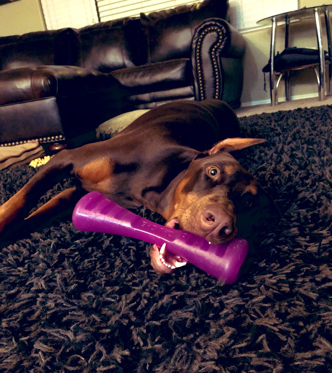 ChristServant17's tweet photo. Since nobody else wants to play & it’s ONLY 11:24 pm 🤷🏻♀️ work is overrated anyways!
Can’t turn down some one on one with my sweet #izzybella 💜🐾 https://t.co/cAjAz2OrkA