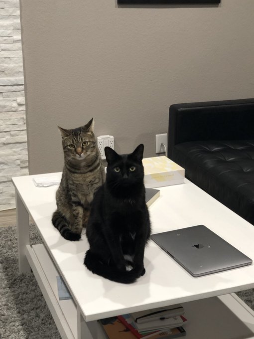 Idk what I just walked in on but it looks important https://t.co/a2TwpRIf1y