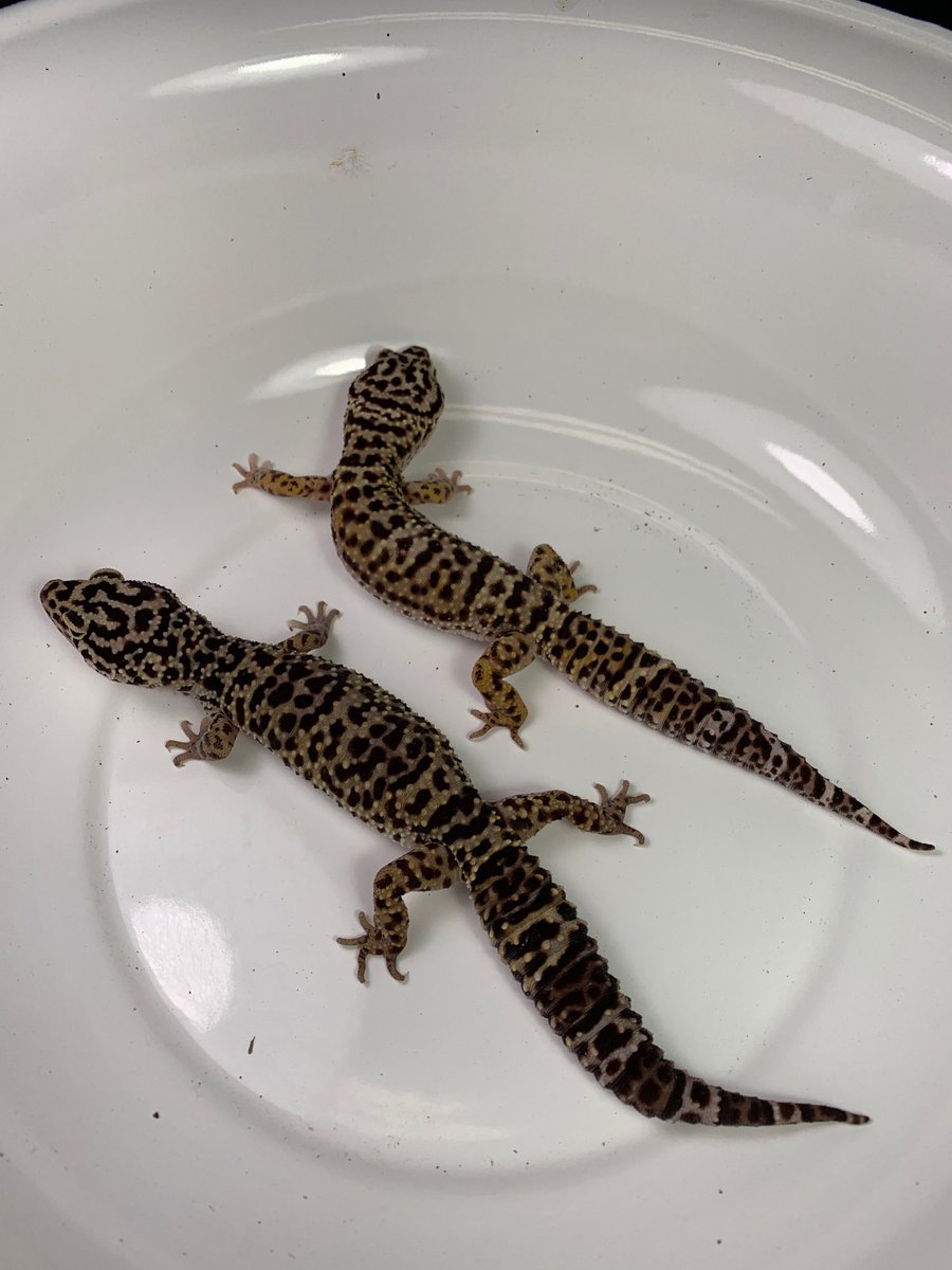 上が7歳か8歳、下が11歳の現状アフガニクスで流通してるタイプの