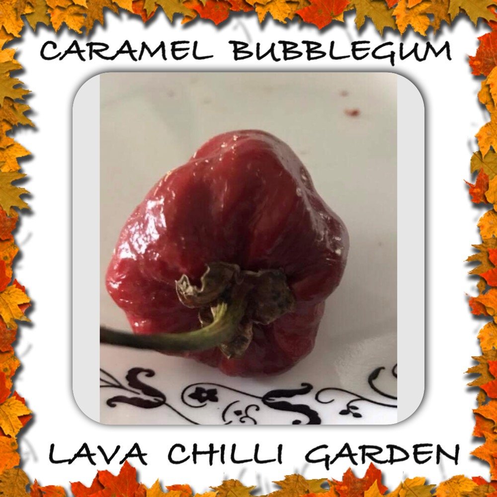 LavaChilliMark's tweet photo. Caramel Bubblegum AUD 15.00
➤ https://t.co/n5EHrBqRpu https://t.co/4eIZJ56KMq