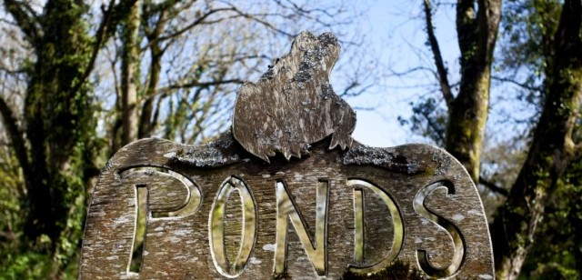 Roskillys's tweet photo. Although our restaurant is currently closed during the week, you can still make full use of our car park and take a stroll around our Ponds and Woodland - Pack a flask and some flapjack, have an alfresco seat and watch our ducks go about their day... https://t.co/OybVOy0Tdz