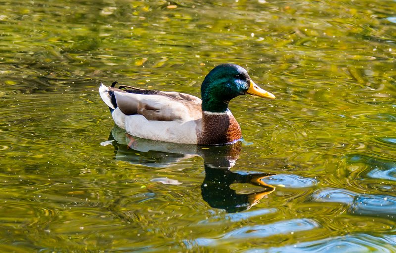 Roskillys's tweet photo. Although our restaurant is currently closed during the week, you can still make full use of our car park and take a stroll around our Ponds and Woodland - Pack a flask and some flapjack, have an alfresco seat and watch our ducks go about their day... https://t.co/OybVOy0Tdz