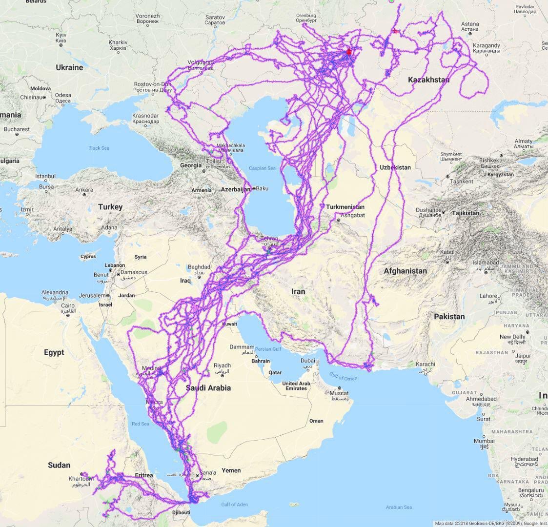 طائر يبدو طائر العقاب قيل مات في محافظة #الريث ب #جازان ومدمج معه جهاز GPS صغير، 

وبعد تحليل بياناته تبين أنه حلق فوق أكثر من 10 دول و قارتين،

لاحظ كيف يتجنب التحليق فوق البحار، وتأمل المسارات تكشف لك الكثير من المعلومات البيئية الجغرافية المناخية.