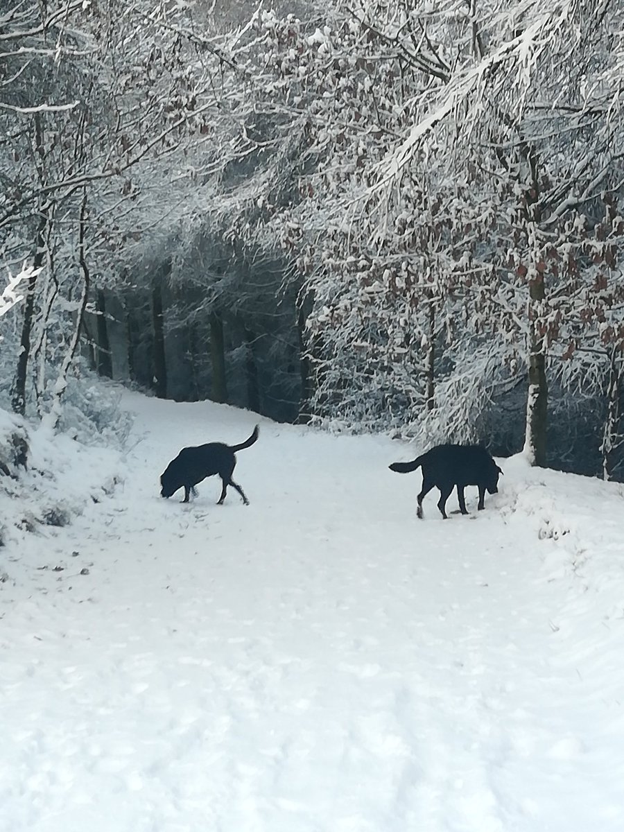 jackiefromaccy's tweet photo. @skynews @skysarahjane Spud and Meg enjoying the snow not sure about the chickens though ❄️⛄😁 https://t.co/9Z7yDdE2Ad
