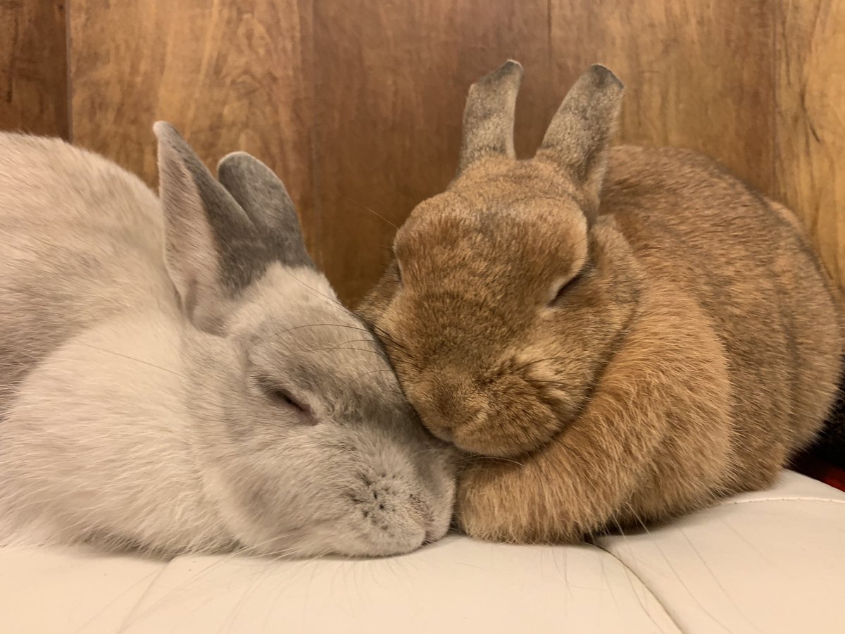 Uzivatel うさぎカフェ もふれる Na Twitteru お客様に撫でてもらってとても気持ちよさそうにスヤスヤ眠っているふりかけちゃんとスピカちゃん すごく気持ちよかったみたいで 幸せそうにずっと寝ていました 顔を寄せ合って寝ている姿がたまらなく可愛いですね