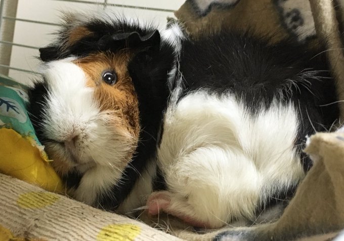 モル小屋の掃除したいんだけど爆睡してて起こせない、てか寝顔怖い…… 