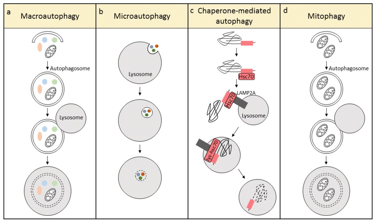 #mdpicells New #publication 💥Role of #Autophagy in #Proteostasis: Friend and Foe in #Cardiac_Diseases
<a href="/MDPIOpenAccess/">MDPI</a> #atrial_fibrillation
Available online: ow.ly/Caew50koTzL