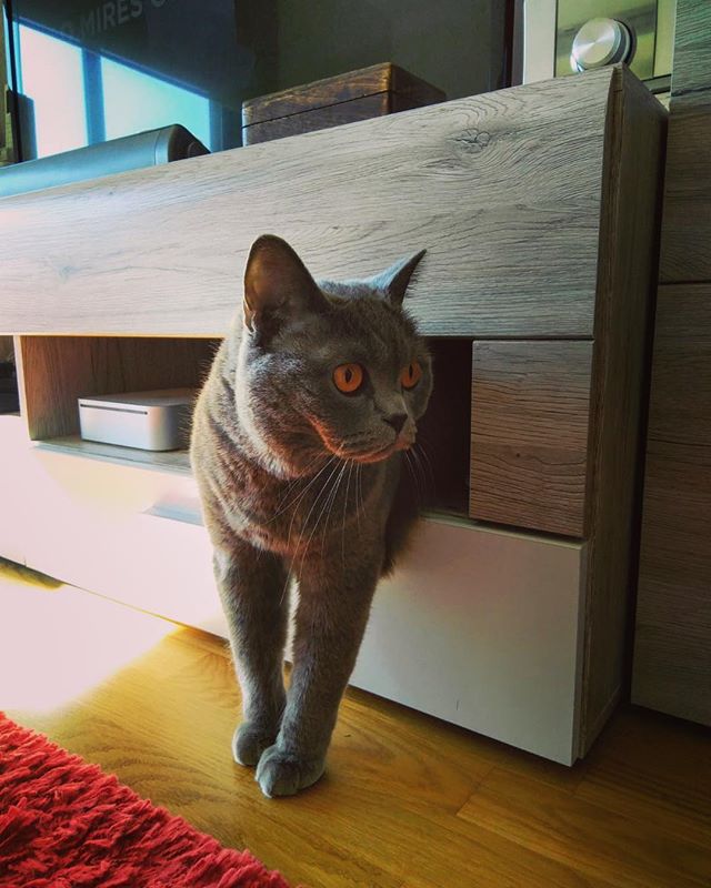 🐱💭I know what you’re all thinking🤔. You’re welcome to try🤗 but I’m not responsible for the consequences🙄🤐. 👢👢 #followforfollowback #paws #likesforlike #catsofworld #britishshorthair #miau #meow #bluebritish #bluebritishshorthair #britishblue… dlvr.it/QxshG9