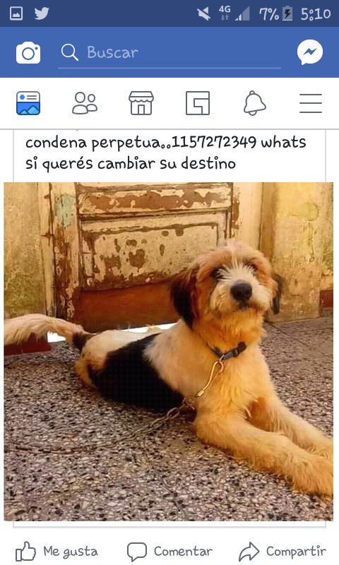 AlexModista's tweet photo. ADOPCIÓN RESPONSABLE  PARA ESTE PELUDO X FAVOR! !! RETWIT https://t.co/60xrS8ycCN