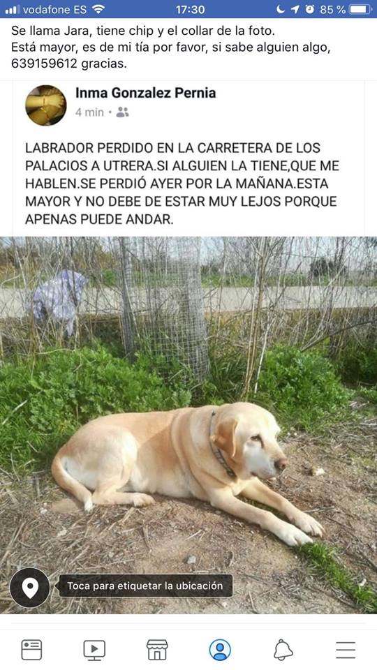 SosAbuelos1's tweet photo. #PERDIDAAAAAA SEVILLA
Se llama Jara, esta mayor, pero la necesitamos
Por favor, si sabe alguien algo, 639159612 gracias
Tiene chip y el collar de la foto.
https://t.co/vUWGQwn8rF https://t.co/Cp7QpdYPS4