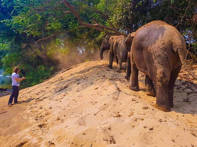 Such an epic day filming elephants at the Haven in Sai Yok! Didn’t think we’d be walking through the jungle with them... Unbelievable! 😁 bit.ly/2CZMq9d