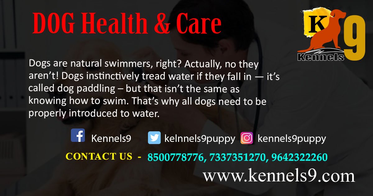 kennels9Pets's tweet photo. https://t.co/zpaZlpNNYE