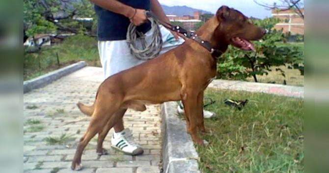 000Remember's tweet image. Питбуль сорвался с поводка и нырнул в кусты, а через мгновение закричал ребенок - timeallnews.ru/37037-pitbul-s…