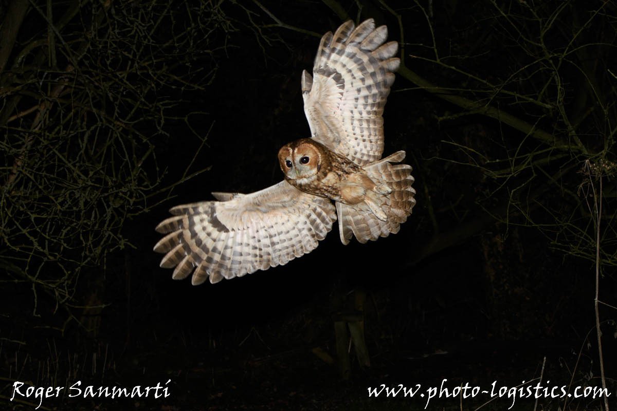 gaig_blau's tweet photo. Última plaça per l'escapada #Norfolk !
Última plaza para la escapada a #Norfolk!
#tawnyowl #carabo #gamarus
#wildlife #wildlifephotography
#birdinflightphotography
#birdphotography
#birdsofprey
#nikond500
@Photo_Logistics @DavidTipling
#plnorfolk https://t.co/jHG4nQ4l19