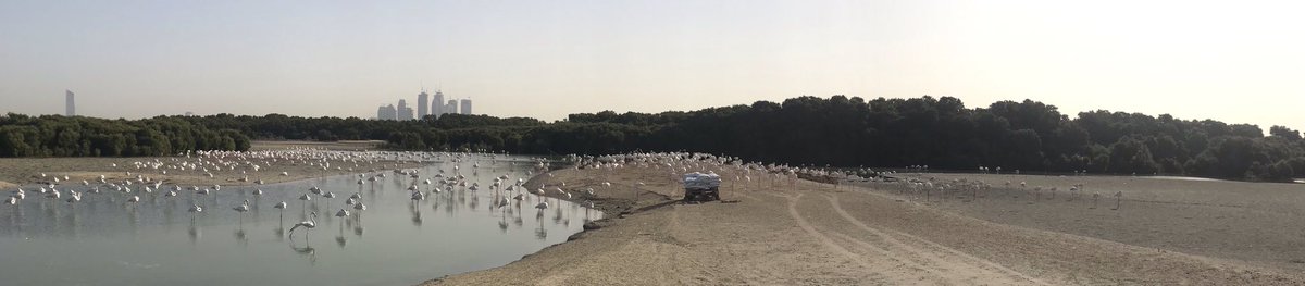 msalam01's tweet photo. Ras Al khor Wildlife Sanctuary is first Ramsar site of Dubai. It’s habitat for many rare and important birds in the heart of Dubai City. #Flamingos #ramsarsite #wetland #dubai https://t.co/BZIxs6OldF