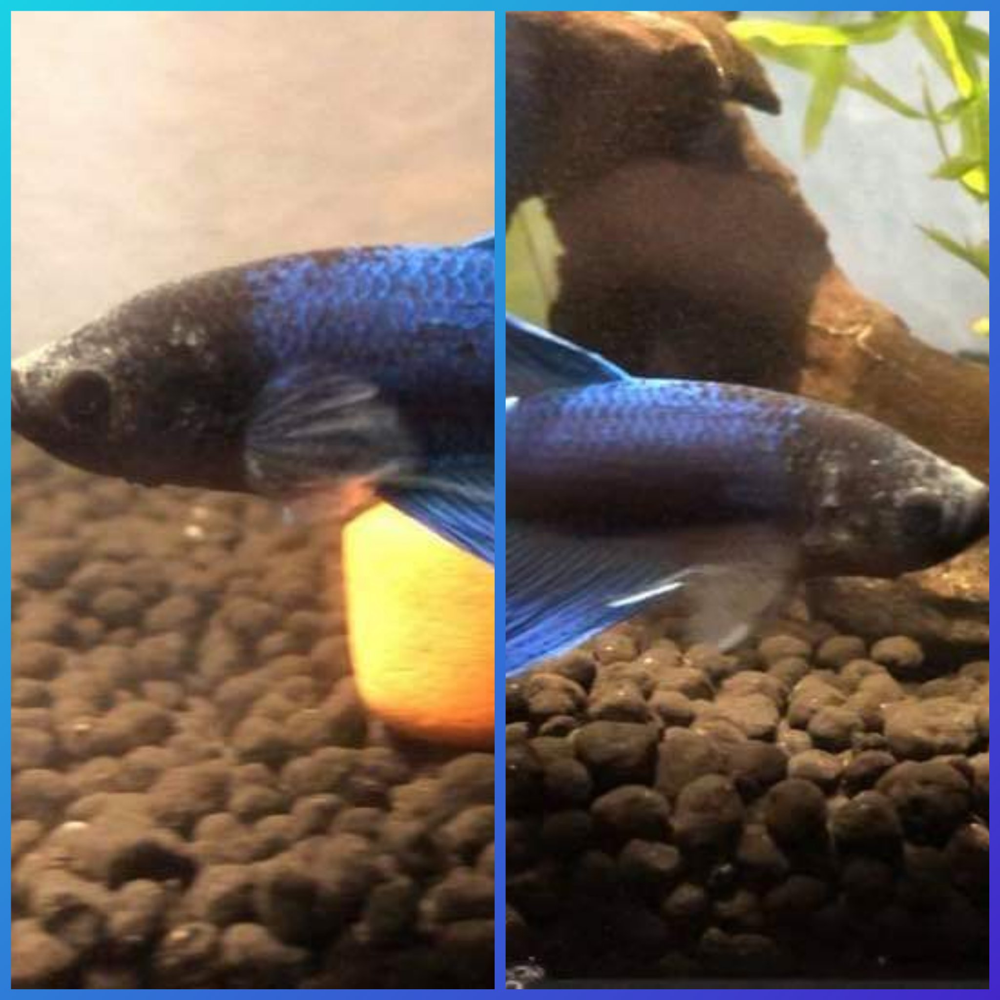 Healed By Betta 質問箱 お友達のベタさんですが エラ部分に白いカビのようなものが見られます これは 病気ですか また 対策はありますか 困っているので ご意見お願い致します W人 ベタ ベタ病気 アクアリウム 熱帯魚 T Co