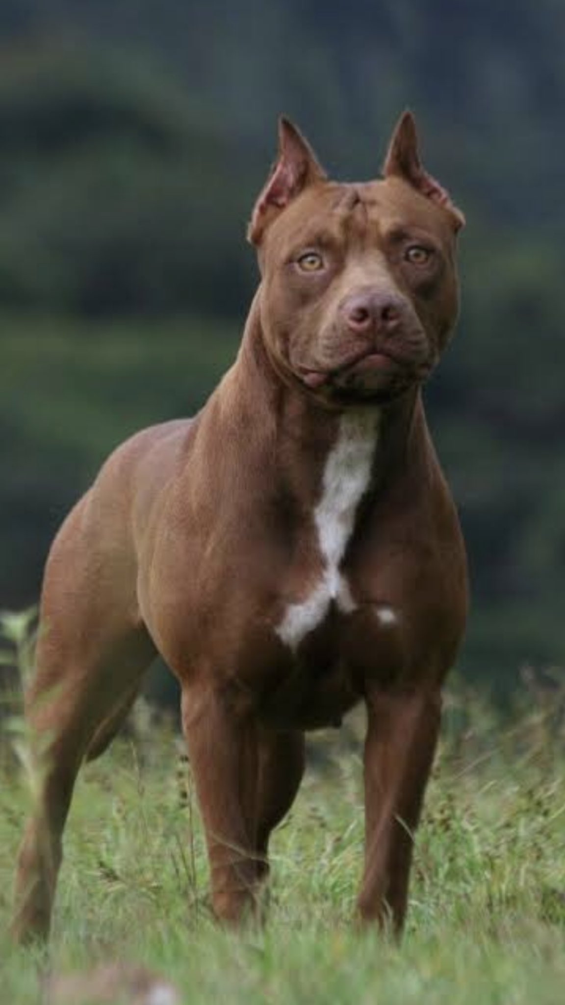 四宮健汰 ピットブルと土佐犬とウルフドッグ飼ってるオーナーさんいてとてつもないくらい羨ましいんだが