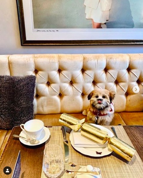 For the discerning pooch! Did you know that we are dog friendly? Come dine in style with your furry best friend for the ultimate treat. #dogsofinstagram #dogstagram