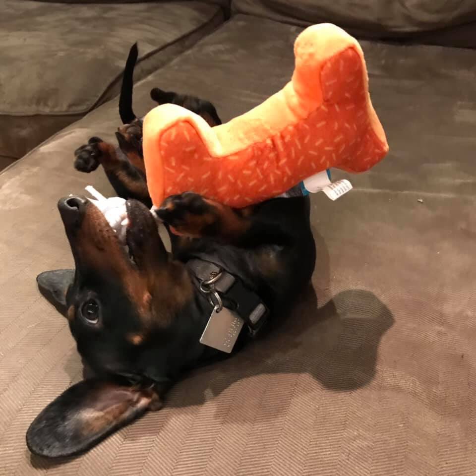 randompattern's tweet image. This crazy ball of fur, teeth and poop that I call my dog turns one year old today! Everyone say happy birthday to Pixel.