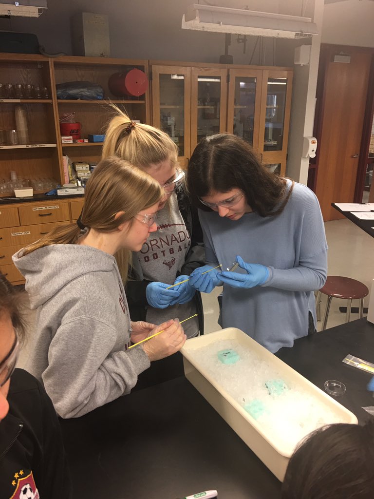 science_007's tweet photo. pGLO lab day two....actual transformation. #APBiology #microbiology #florescentbacteria @ChadOPugh @PaulaHarp10 @chel_kauk @ps_clinton @D_Up_D_Up  @CoachSheilaEddy https://t.co/VGPeRmGDu8