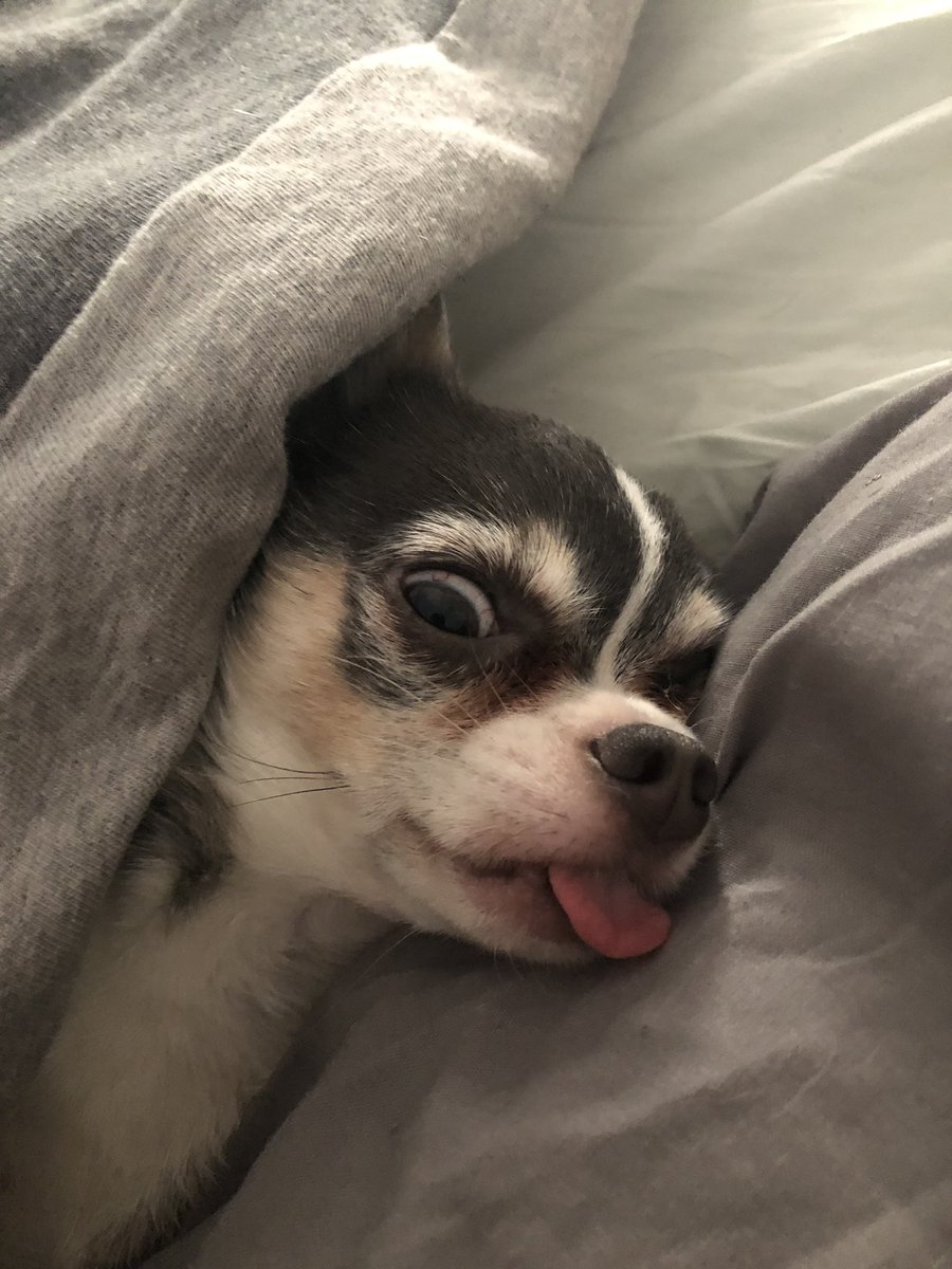 _MinnieC's tweet photo. When it’s ❄️ snowy and icy 🥶 outside and you’ve just got up ⛄️ ....only to then realise it’s made your tongue stick out like this 🙄😋 https://t.co/rCuziss1LP