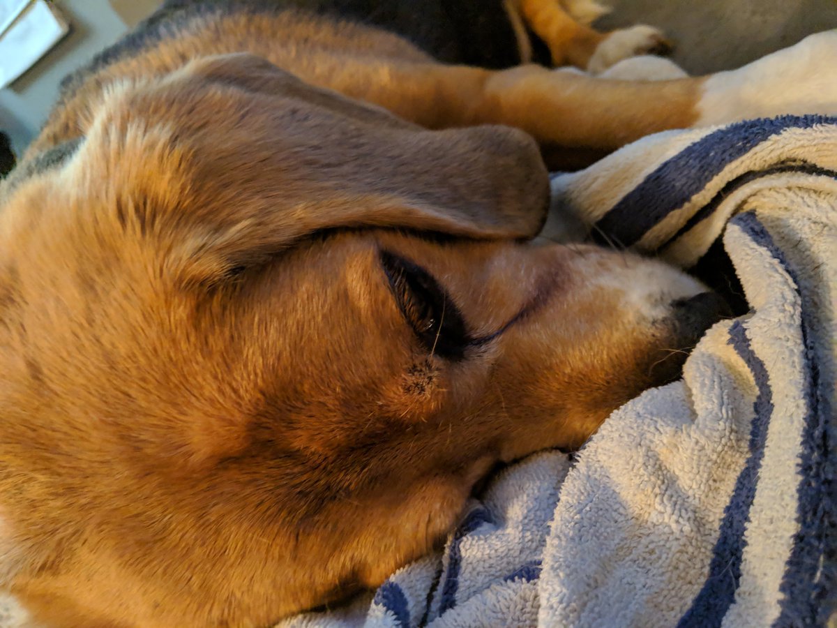 MSUTeach_n_Tech's tweet photo. @dog_feelings https://t.co/N81Y7JLeZC