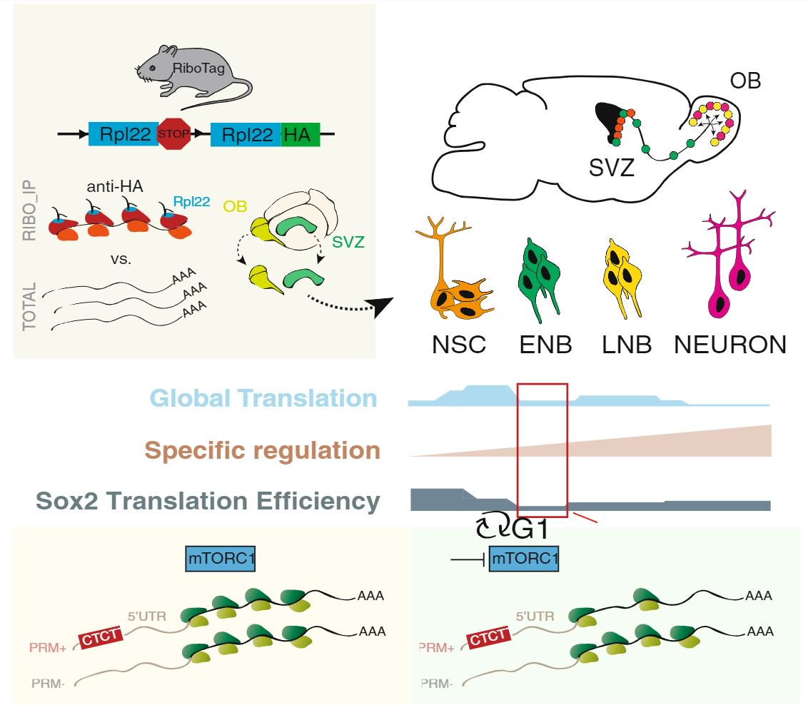 molneurolab's tweet photo. Take a look at our latest publication on reversibility of stem cell decisions via post-transcriptional regulation https://t.co/BsooEEwefs #neuroscience #stemcells https://t.co/8mELCbfRH8