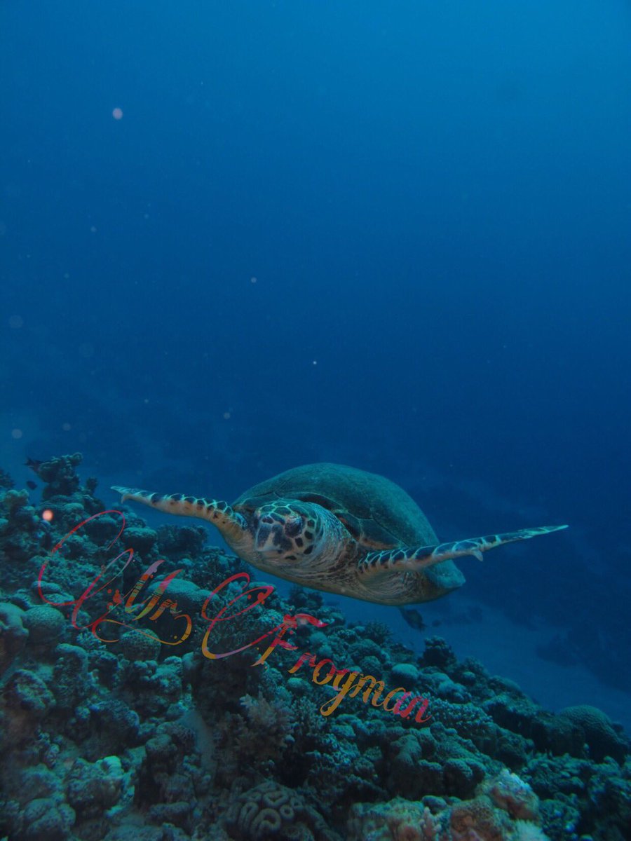 JordanFrogman1's tweet photo. Would you like to meet new friends? These friends are ready to meet you😍👌🏻

Book now and have a new friends from the Red Sea - Aqaba with #MrFrogman 
+962795694980
+962777100044
+96232051199  

#Diving #Dive #Scuba #RedSea #PADI #PADImember #Jordan #Aqaba #Beach #Aqababeach https://t.co/9mQUiCOgzE