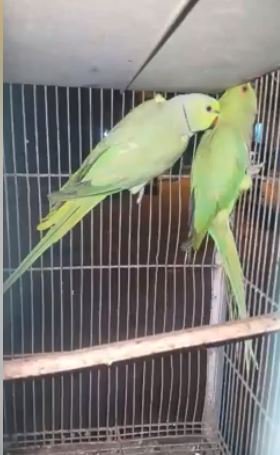 arshadhusain21's tweet image. Ringneck confirm breeder for sale in Karachi Rs. 7500/- each pair, Cargo available
petz4u.com/ads/mph-2/
#ringneck #karachi #petz4u