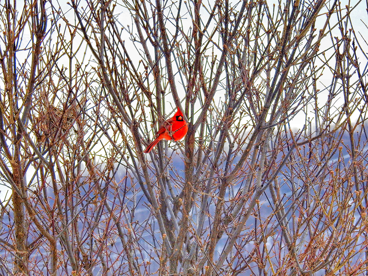 NiagaraRegion's tweet photo. Resident Photo of the Week: With the #Niagara Escarpment as a backdrop, this lone male Northern cardinal perched on a lilac tree during this week's cold spell. Thanks for sharing Steven Hardaker, Niagara-on-the-Lake. https://t.co/CYD7xqZO3b