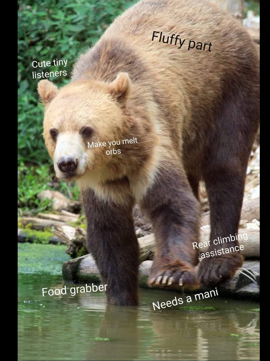 WildlifeInNeed1's tweet photo. Here's a lesson in #ProperAnatomy of an Asian Small Clawed Otter. Based on the latest research. #UnScienceAnAnimal 
#WildlifeInNeed #LoveWiN #WiN #OttersOfTwitter #KnowledgeIsPower https://t.co/zQb4ytNA2q https://t.co/iJMJv46FZ5
