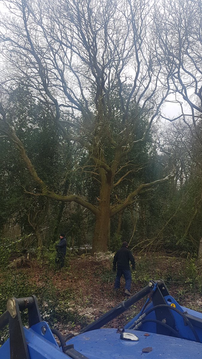 People ask why we take out Holly , as you can see from the first picture the Holly had completely taken over the oak tree , now the beauty of the oak tree is exposed as it should be .. we dont do it just for fun we do it to restore areas to natural beauty #greenkeeper #Golf