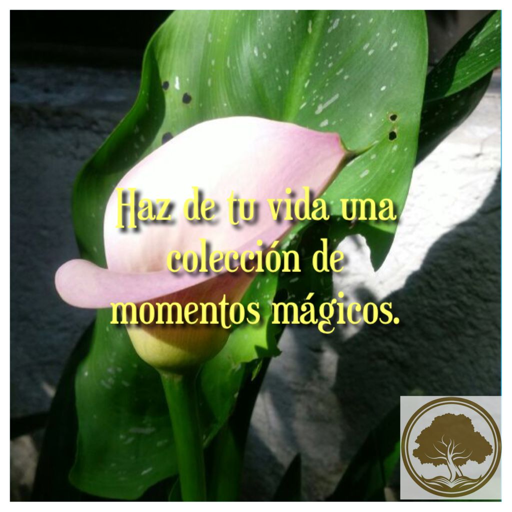AllforHandG's tweet image. #plantlovermx #FelizJueves #happythursday #FraseDelDía #quoteoftheday #vida #life #coleccion #collection #momentos #moments #magicos #Magic #sigueme #FolloMe