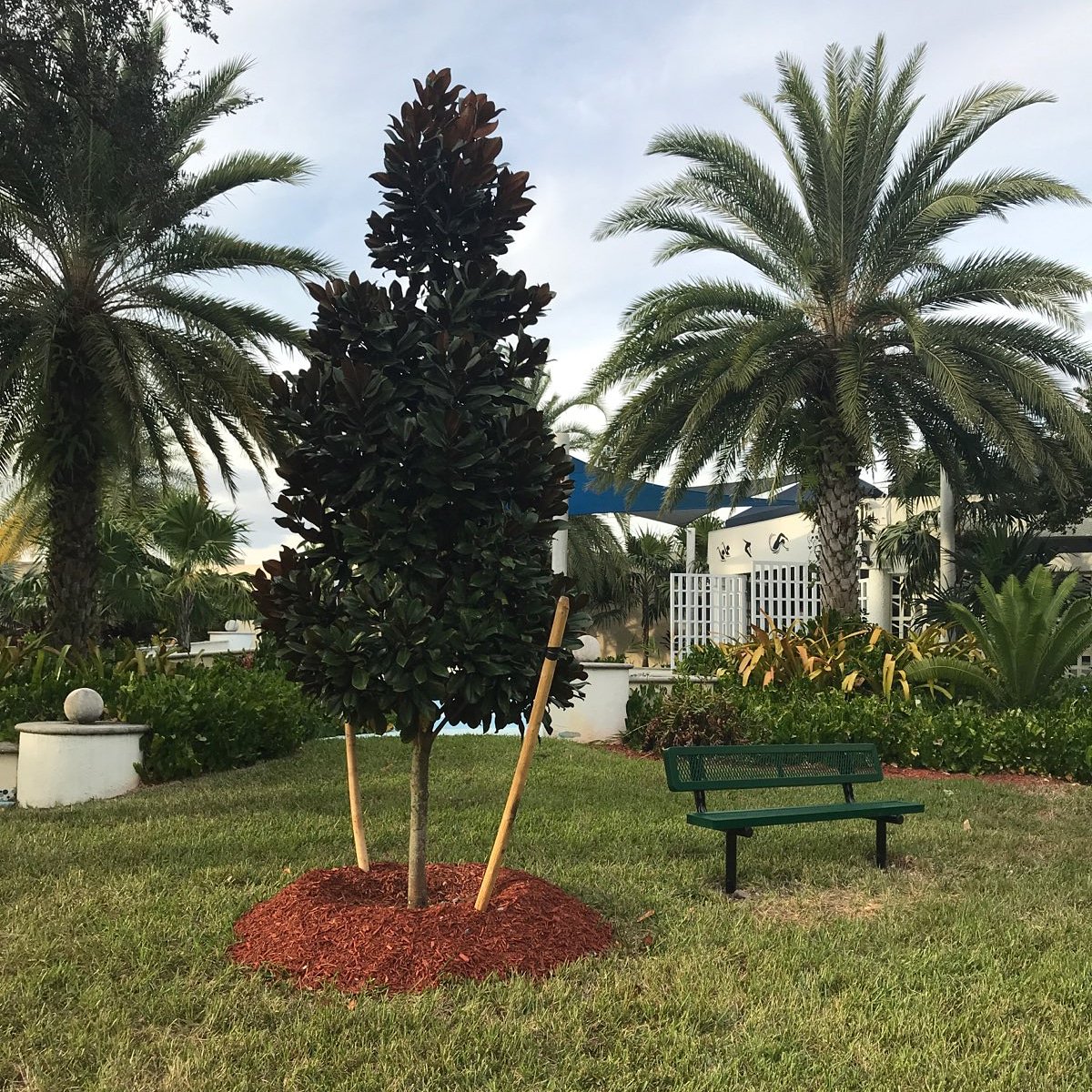 Nicholasdworet1's tweet photo. Join us Sunday Feb 3rd at 11am for bench and tree dedication for Nick at Coral Springs Aquatic Center! everyone welcome to celebrate Nick's memory! #nicholasdworet #msdstrong #swimming #swim4nick #love #family #inspiration #charity #fixit https://t.co/uvjwPbVWjx