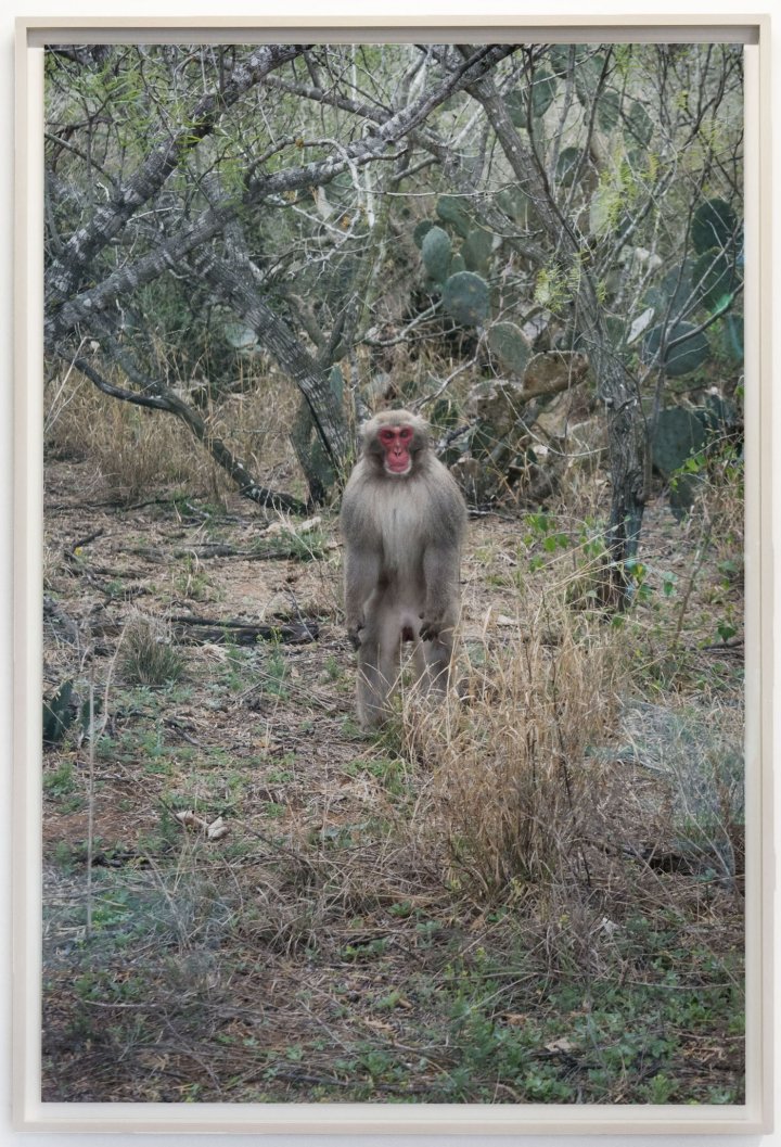 hyperallergic's tweet photo. In 1972, Snow Monkeys Were Sent to a Texas Desert. Do They Still Remember Snow? @DenverArtMuseum https://t.co/qE9E0M0owC https://t.co/9djC2DCyaC